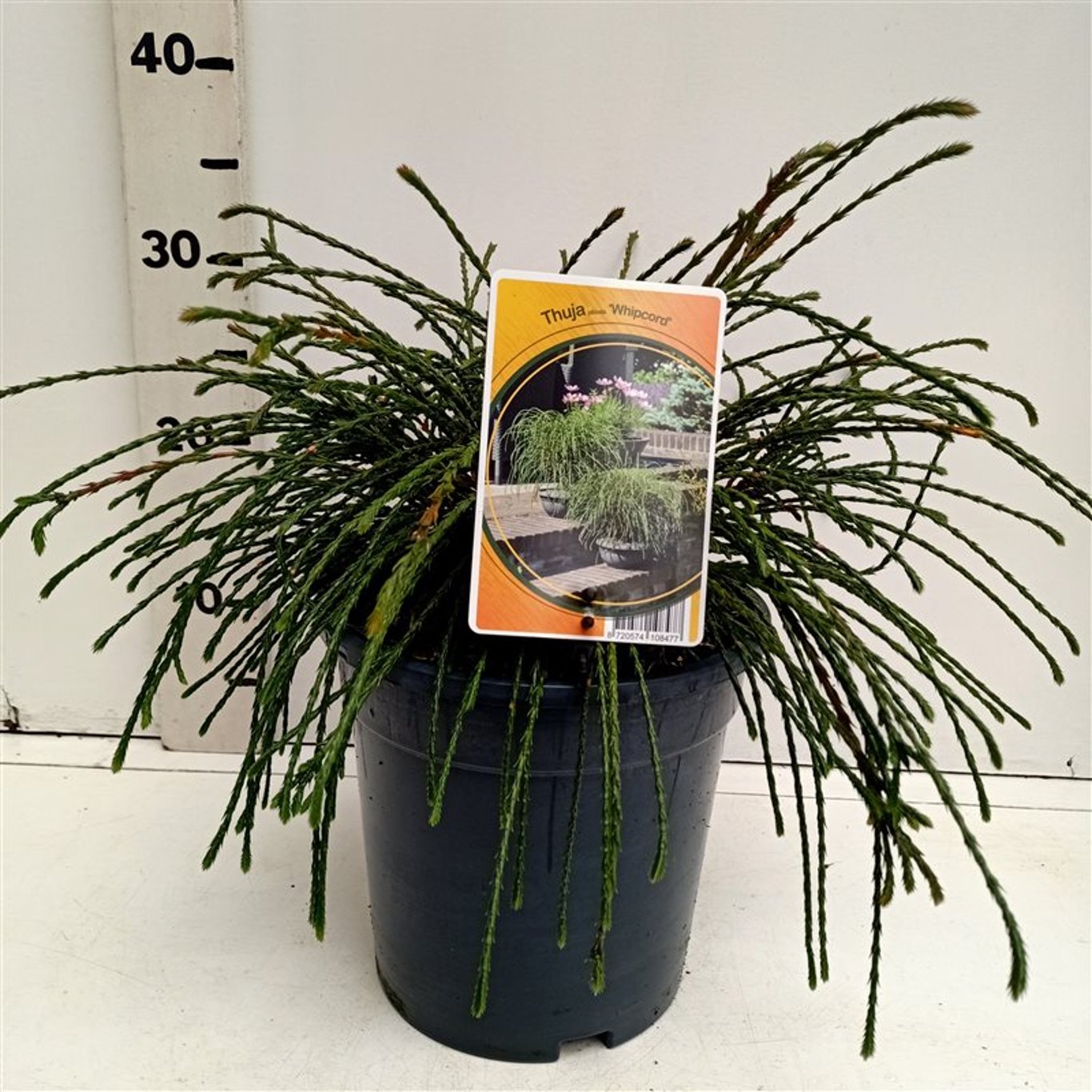 Thuja – Thuja plicata 'Whipcord' - C3 25-30 CM